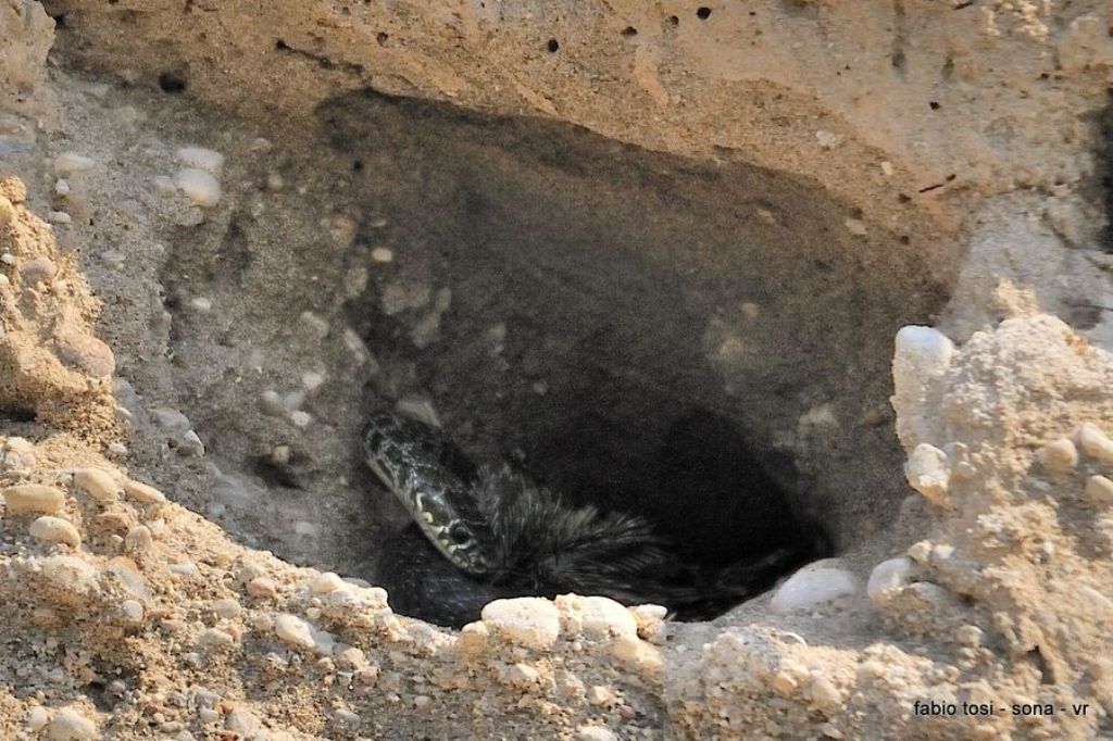 Il caparbio: predazione di biacco (foto-racconto)